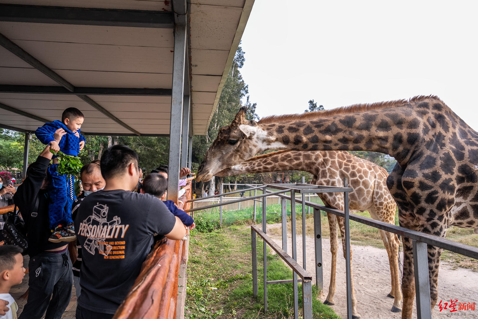 东莞香市动物园,游客投喂长颈鹿