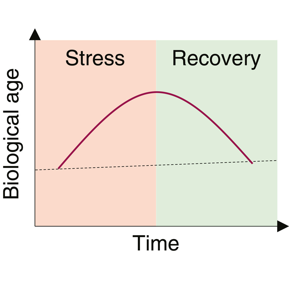生物年龄在压力作用下有所变大，但压力缓解后，又在短时间内减小。图片来源：《细胞-代谢》