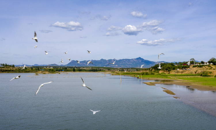 鸟鸣鹊山湖.崔长永摄