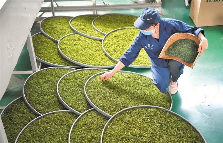 雷山银球茶加工. 贵州日报天眼新闻记者 陈慧 摄