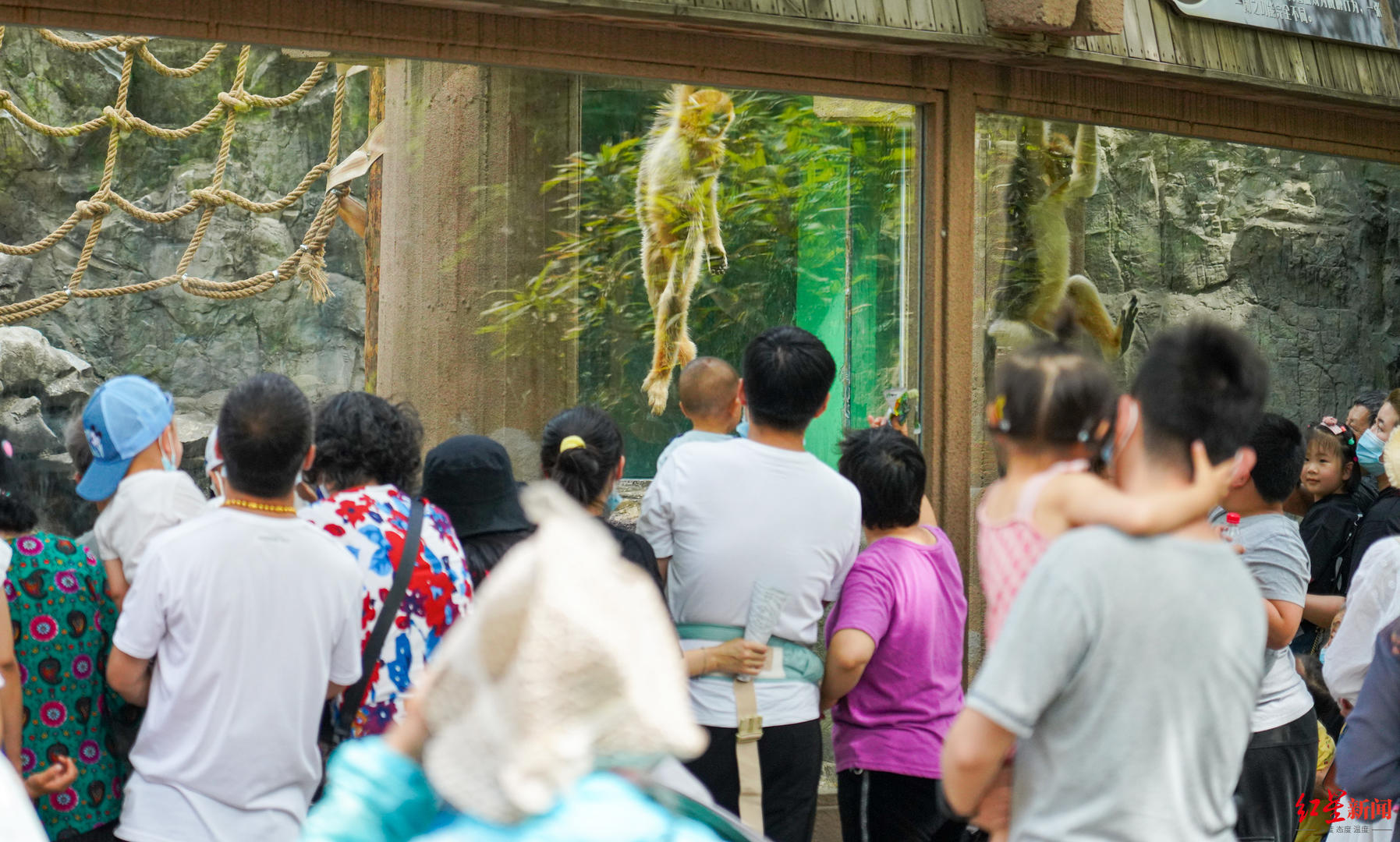 ↑北京动物园游客爆满，孩子扎堆游园