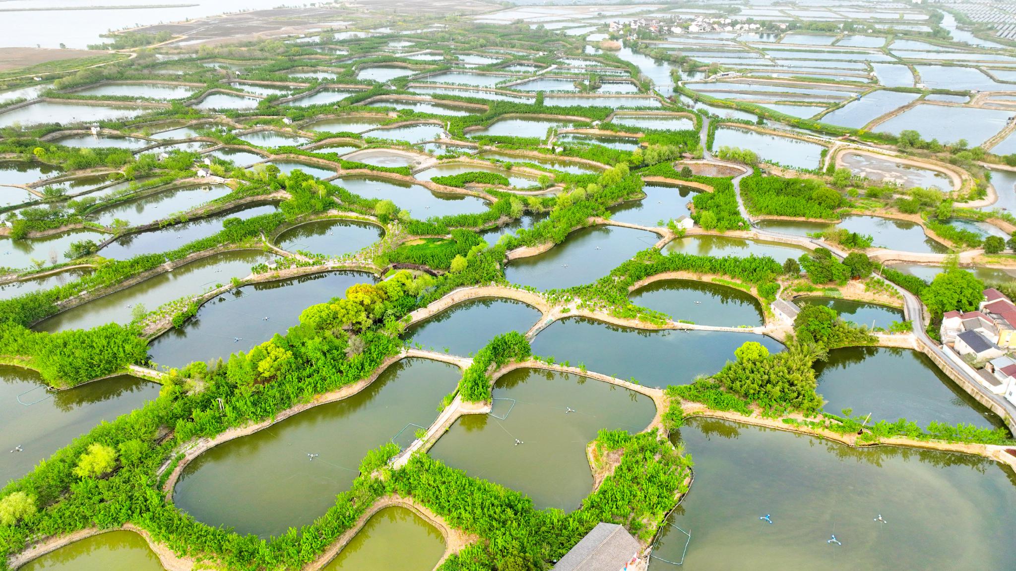 穿越千年的桑基鱼塘作为全球重要农业文化遗产,成为当地经济发展的一