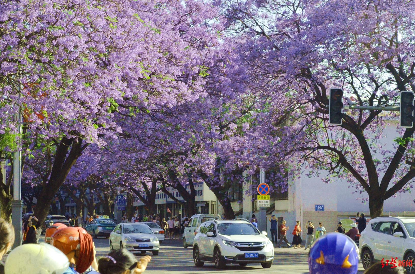 ↑西昌市航天北路蓝花楹盛开