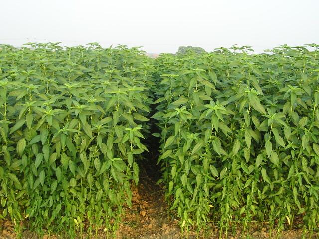 作为天然纤维,其重要性仅次于棉花,但中国的黄麻种植面积却日渐萎缩