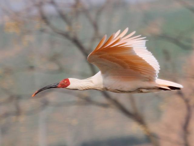 在北京动物园,世界上最长寿朱鹮迎来37岁生日|陕西省_新浪财经_新浪网