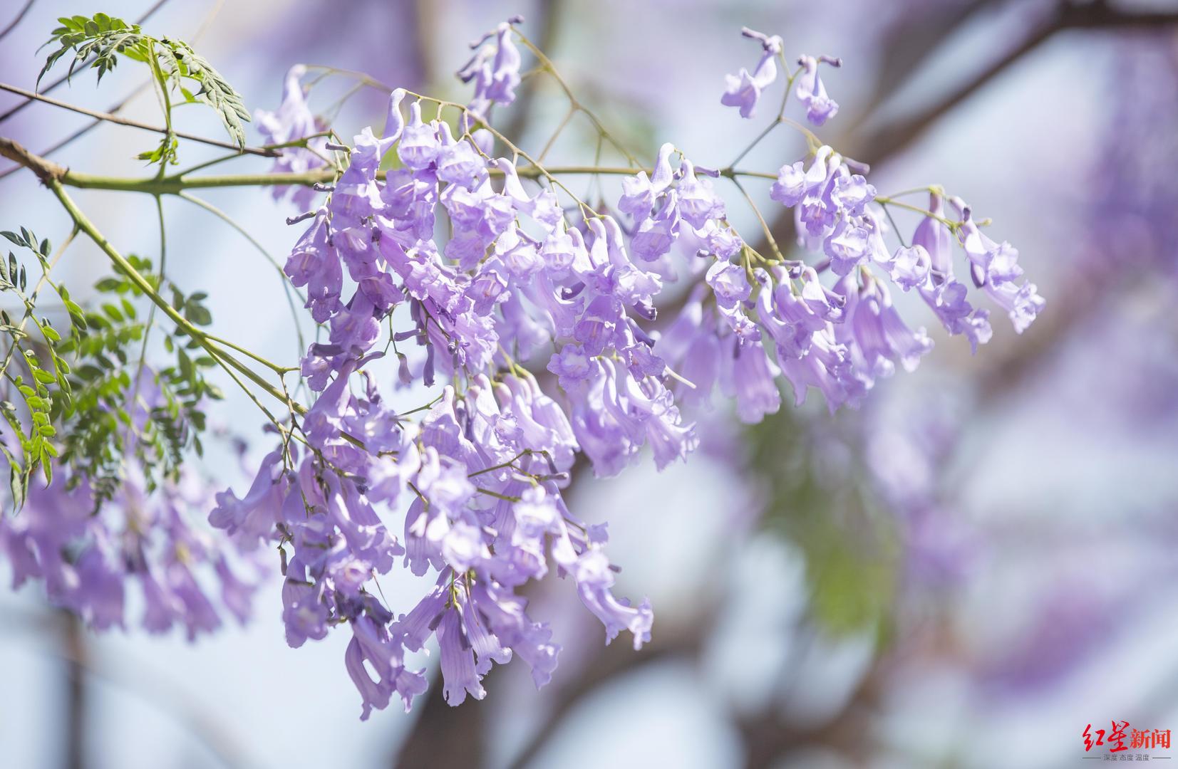 紫色浪漫四川西昌城区5万余株蓝花楹盛开航天北路成网红打卡地