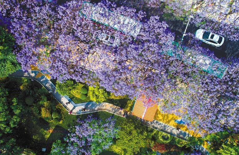 昆明市教场中路的蓝花楹绽放(无人机照片,4月22日摄).