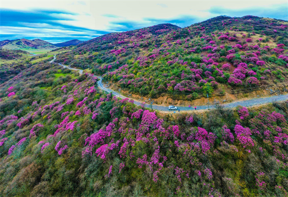 漫山的杜鹃花在碧空白云之下盛开成海如仙境一般(资料图).王强 摄