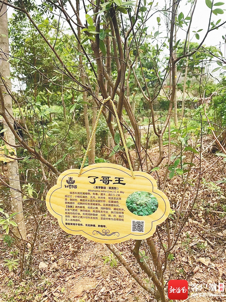 经过一年多在山林里的磨炼,符进京认识了许多草药,比如了哥王(美孚黎