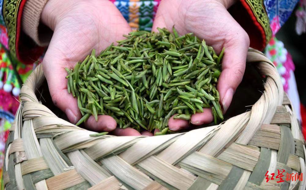 第十二届四川国际茶业博览会5月举行主题市宜宾将组织40家重点茶企