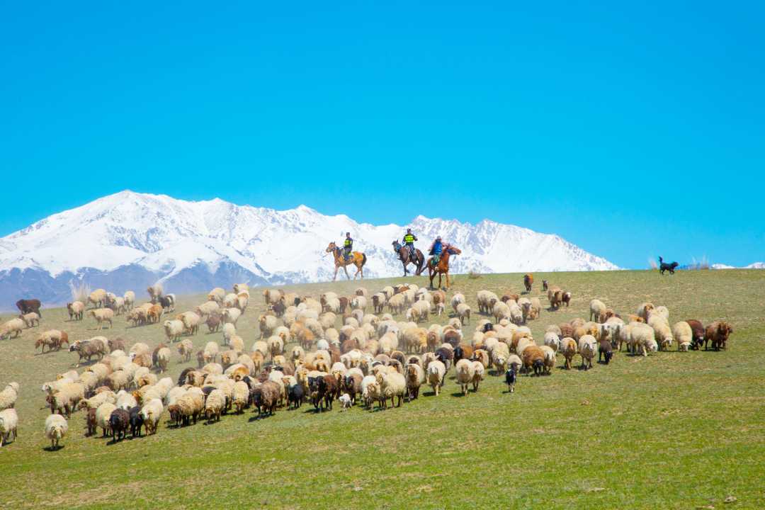 新疆伊犁:民警化身"牧羊人"全程护送牧民转场