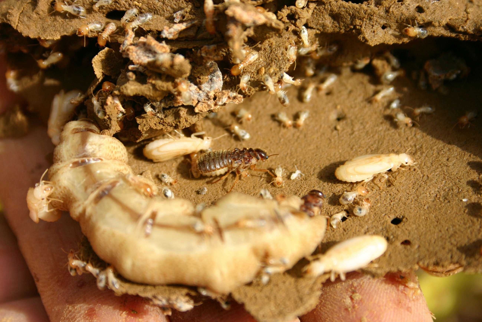 浙江一大坝挖出超百万只白蚁!