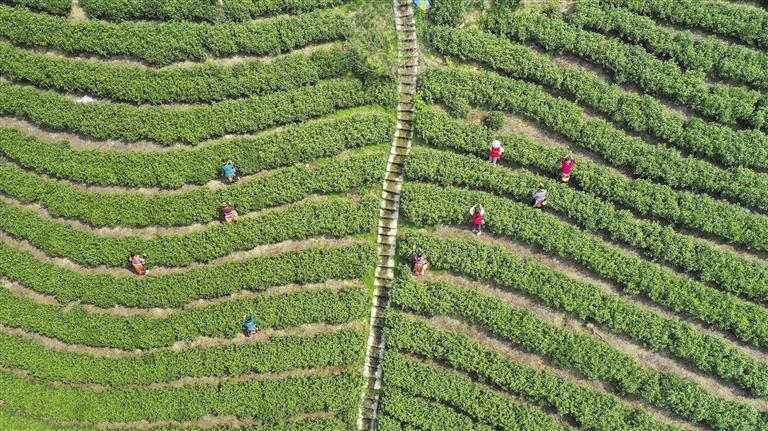 雷山县大塘镇也耶村村民在茶园采摘春茶. 吴贤燕 摄