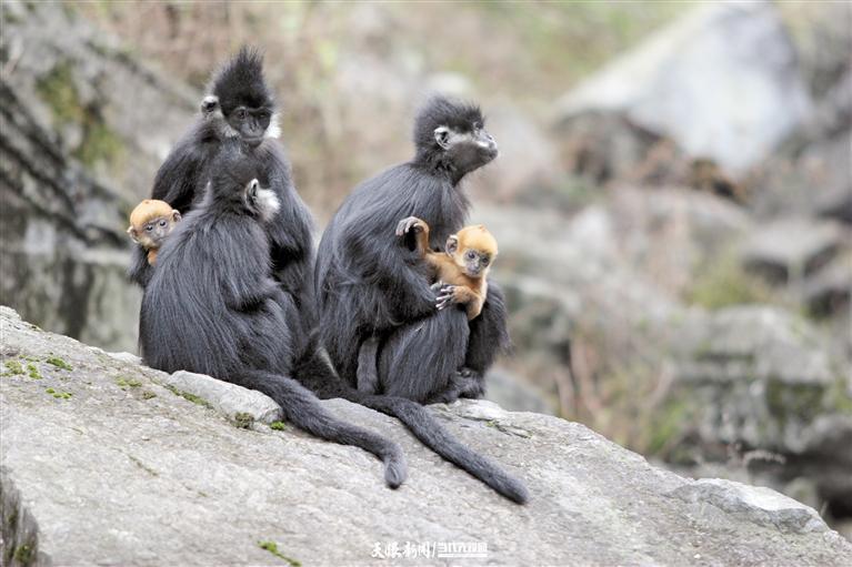 贵州麻阳河国家级自然保护区里的黑叶猴. 资料图片