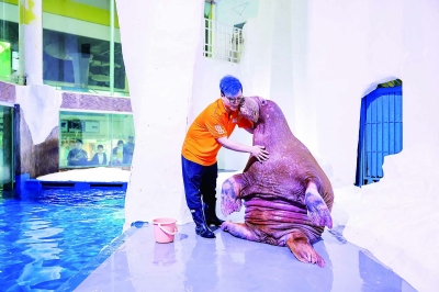 体重450公斤的海象艾米首次亮相与游客见面.