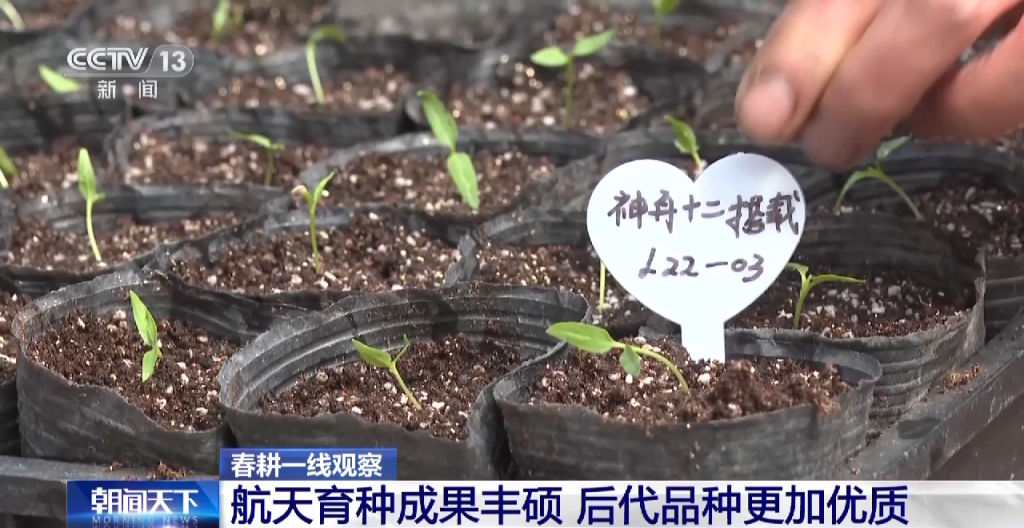 "上天入地"的"太空种子"这样炼成|李新华_新浪财经_新浪网