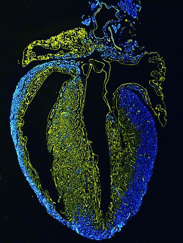 哺乳动物小鼠冠状动脉有两个不同的发育起源.