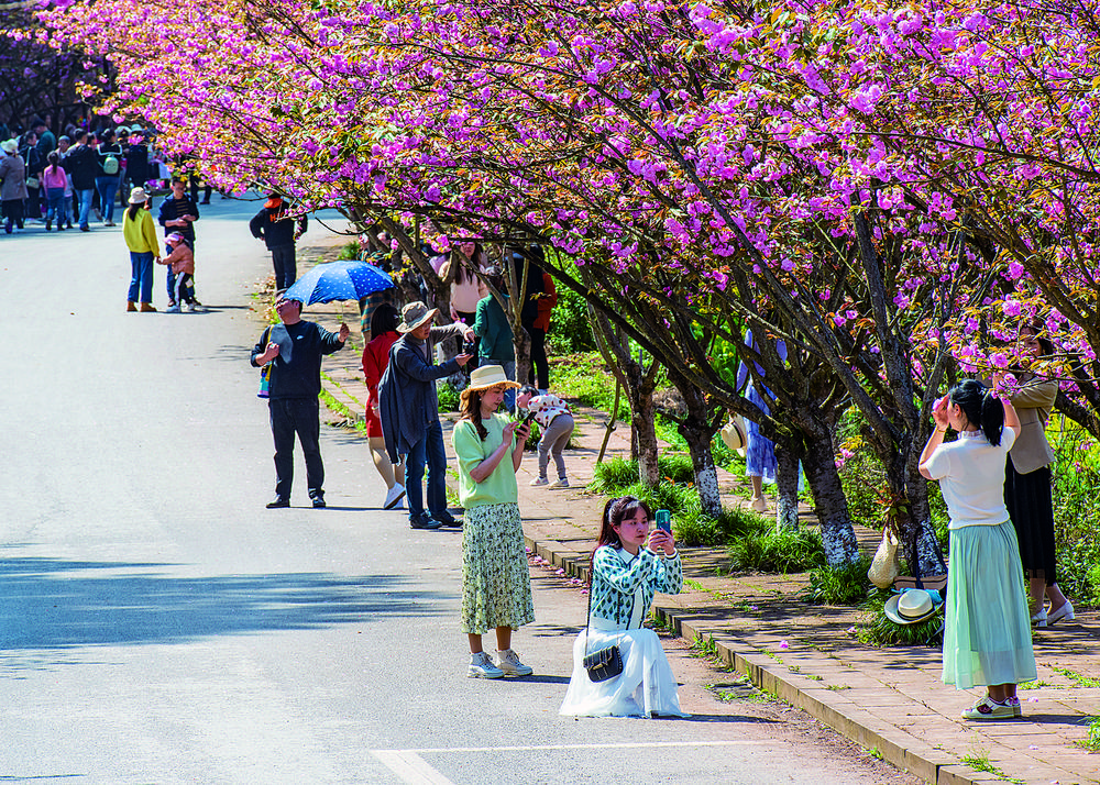 南川区大观镇金龙村樱花大道的樱花盛开,吸引市民来此踏青赏花.