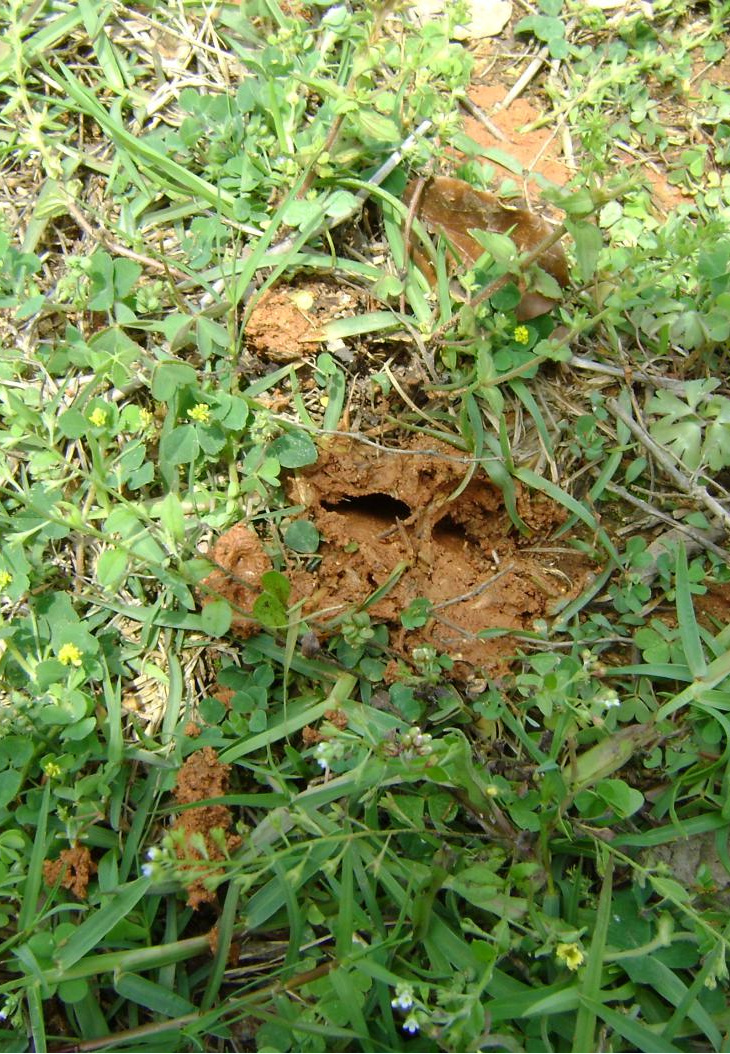 小小白蚁要小心!|水利工程_新浪财经_新浪网