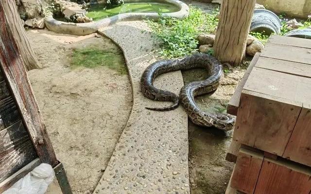 梧州工人发现的缅甸蟒. 受访者供图