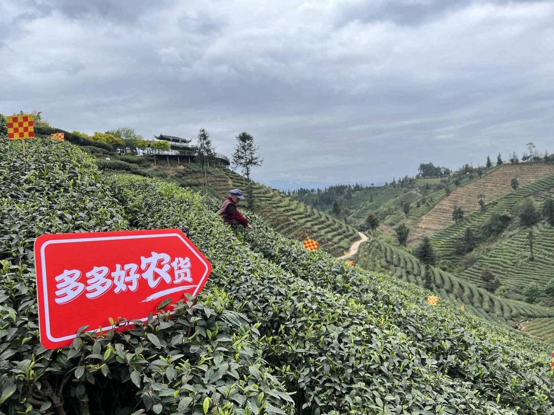 ▲蒙山茶的种植始于西汉，已有两千多年的历史，如今雅安市名山区茶园面积已达到39.2万亩。（朱龙丨摄）
