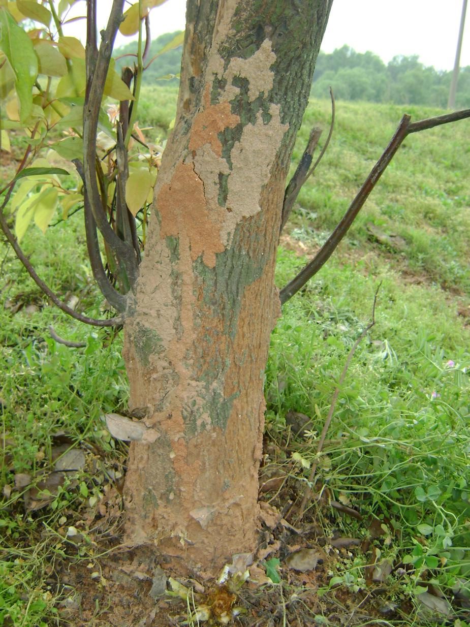 小小白蚁要小心!|水利工程_新浪财经_新浪网