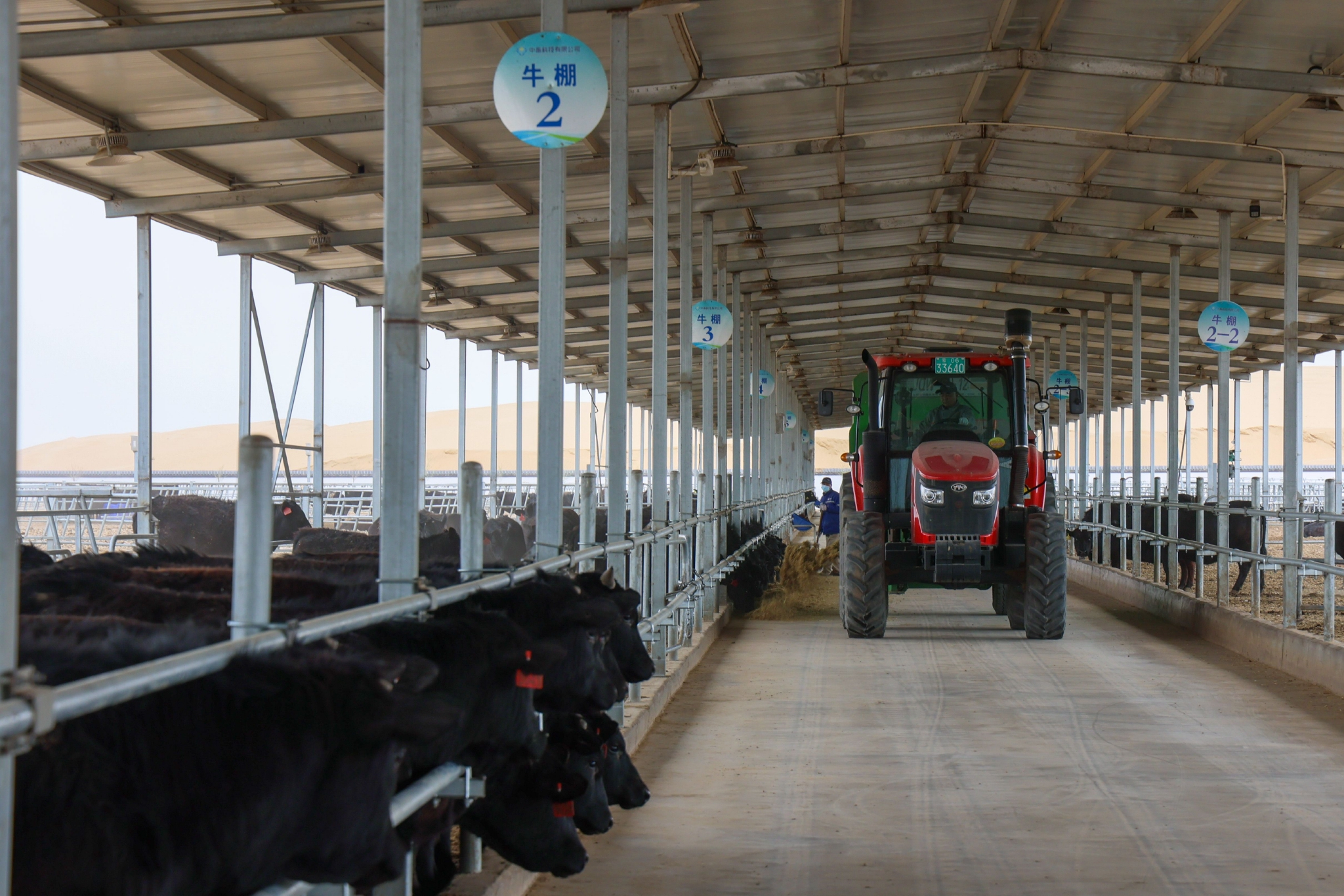 为什么要在光伏基地里养牛?