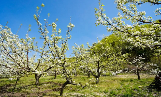抚顺春季赏花节邀您共赴花的盛宴