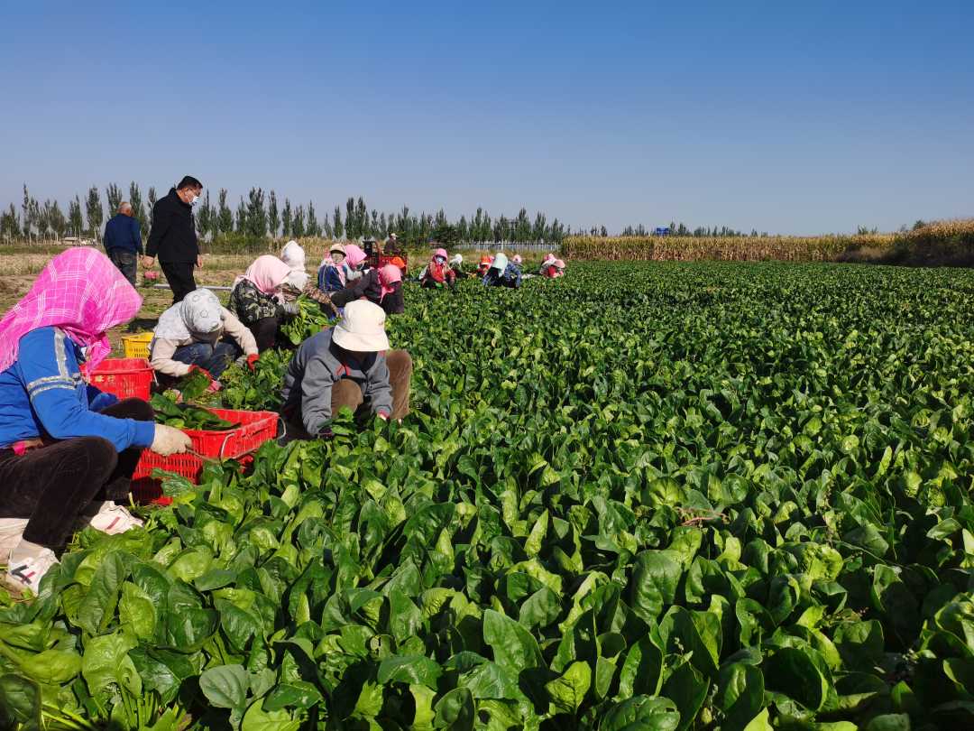 宁夏灵武趟出村集体经济发展新路子