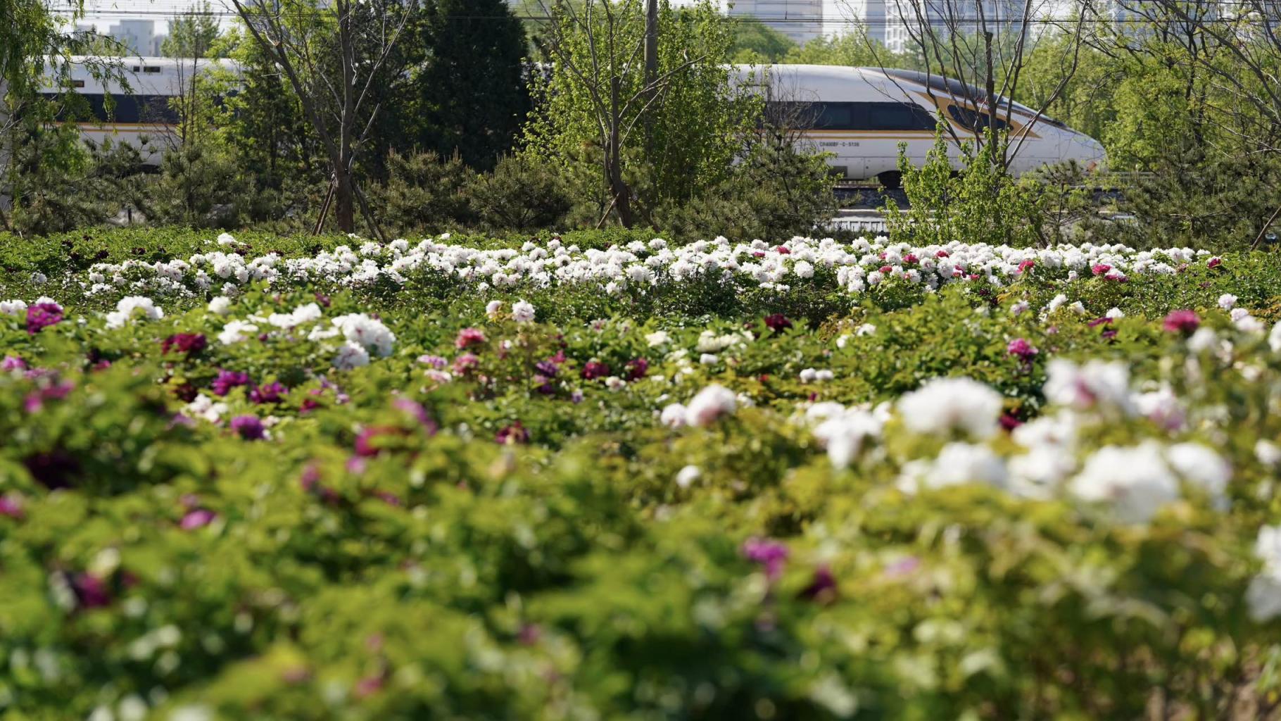 "陪嫁牡丹"返京首度亮相,丰台花乡公园10万株牡丹花盛放|牡丹花_新浪
