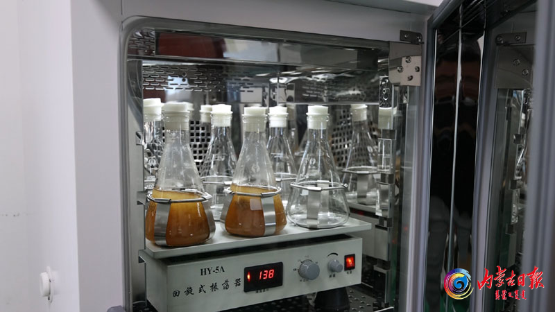 市白狼浩屾林产有限责任公司的液体菌种在回旋式振荡器上进行摇床培养