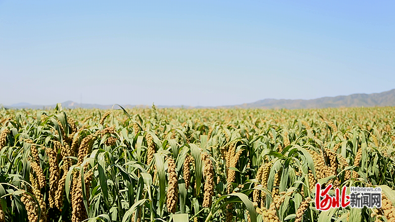 图为宣化区国家现代农业产业园张杂谷基地。宣化区委宣传部供图