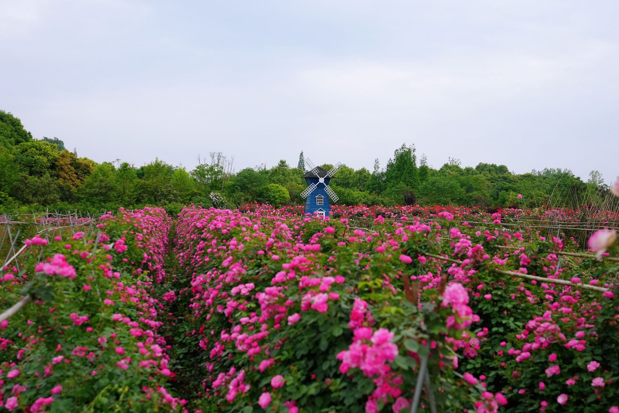 第九届金温江国际玫瑰节在五月玫瑰园"绽放",1500余种玫瑰花争奇斗艳