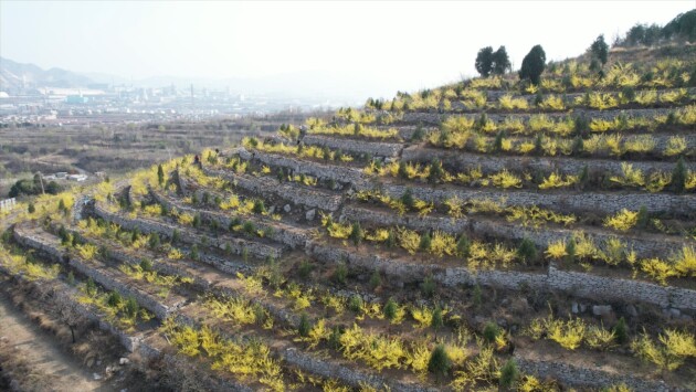 以岭药业在邯郸涉县建立了十万亩连翘基地