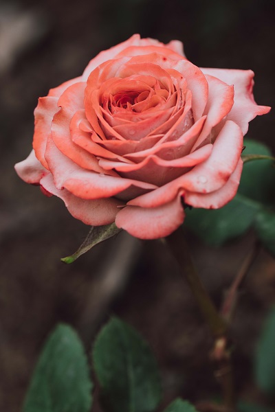 图说:卡布奇诺月季