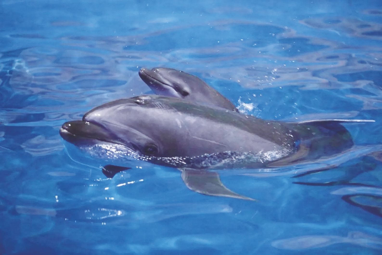 广西首只人工保育自然分娩海豚宝宝满月_新浪财经_新浪网