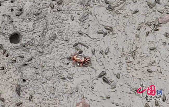 红树林是招潮蟹、白鹭等动物的栖息地。中国网记者&nbsp;彭瑶&nbsp;摄