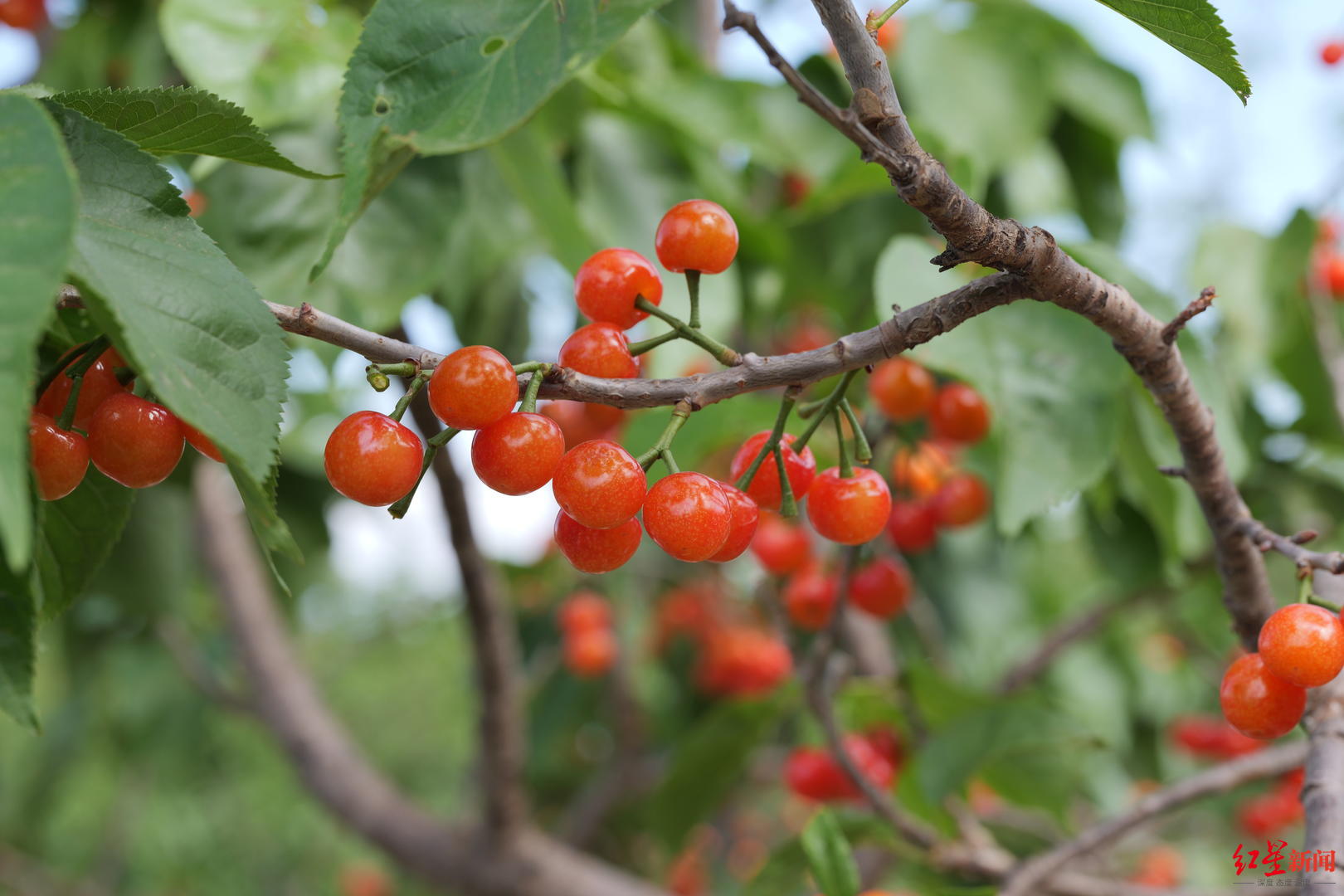 年产樱桃4000吨四川冕宁樱桃节开幕将持续至5月中旬