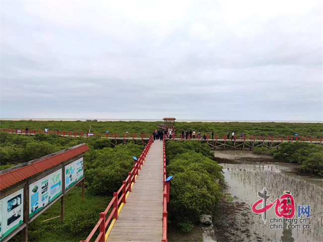 广西北海金海湾红树林生态保护区。中国网记者&nbsp;彭瑶&nbsp;摄