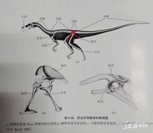 恐龙的骨骼结构素描图摄影