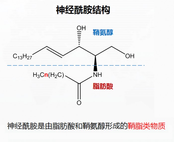 图 神经酰胺结构