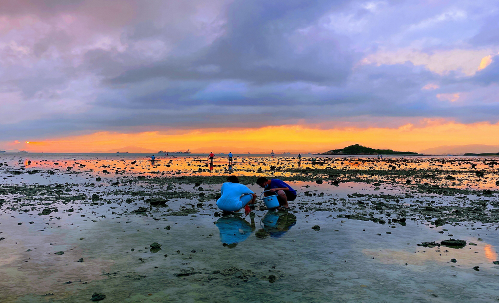 备战"五一"假  海南三亚鹿回头国宾馆推出赶海拾贝体验活动迎八方游客