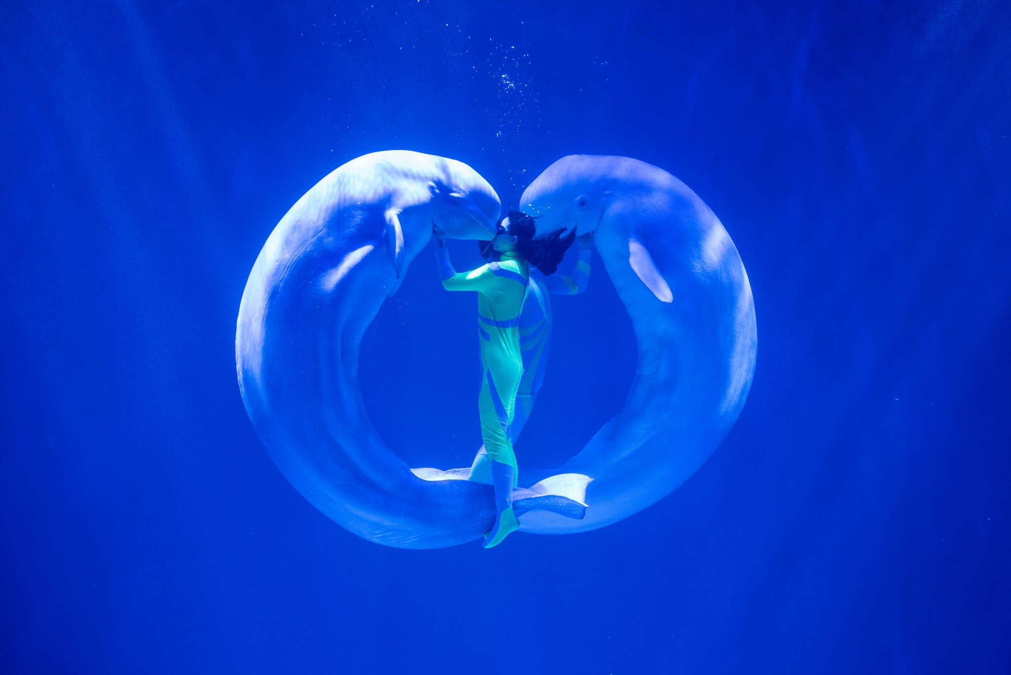 哈尔滨极地公园白鲸表演