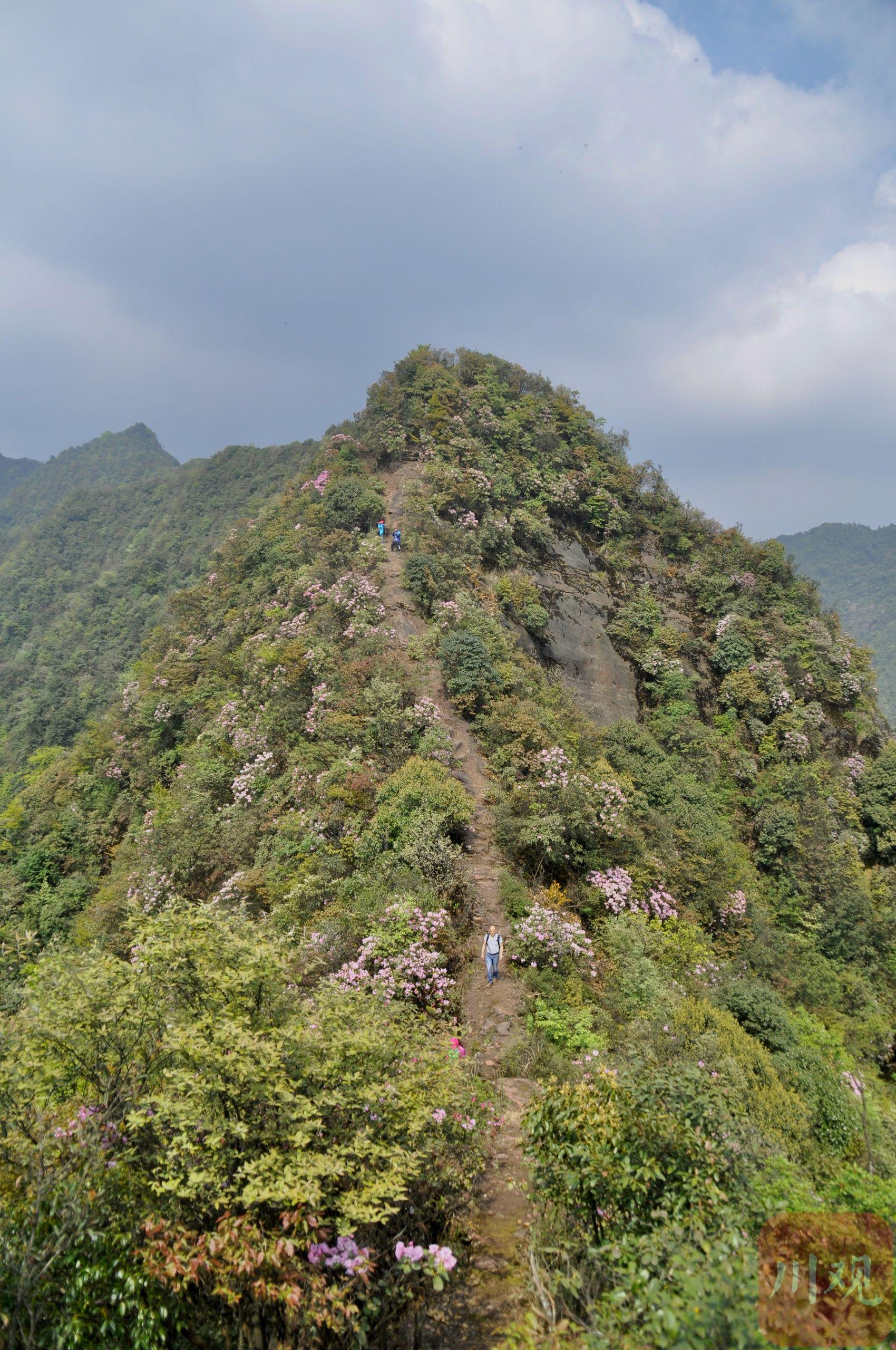 临近"五一",在泸州市古蔺县黄荆镇香楠村海拔1800米左右的虎头山上,一