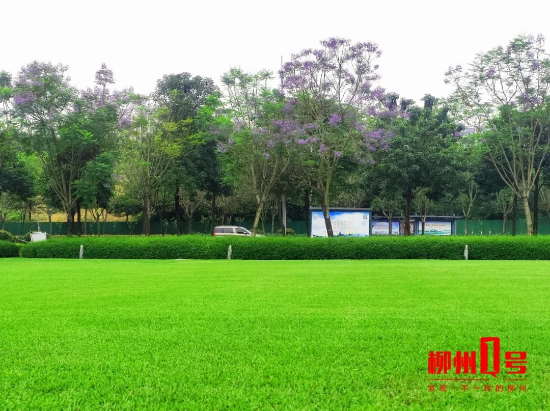 马鹿山公园大草坪