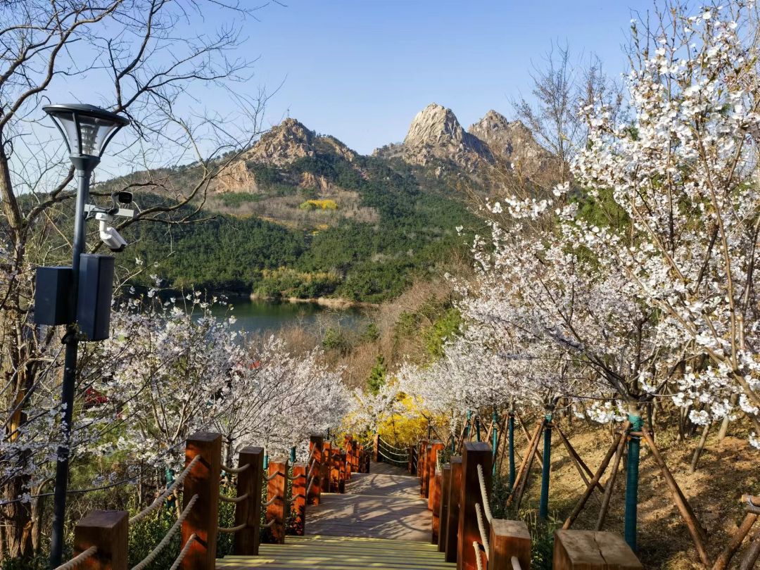浮山森林公园崂山区樱花栈道.