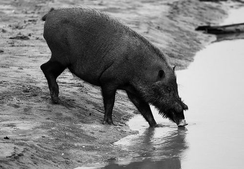 非洲猪瘟蔓延至亚洲