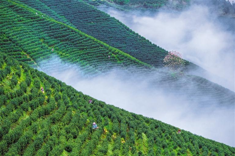 云雾缭绕的江口县贵茶联盟观音山茶园基地.