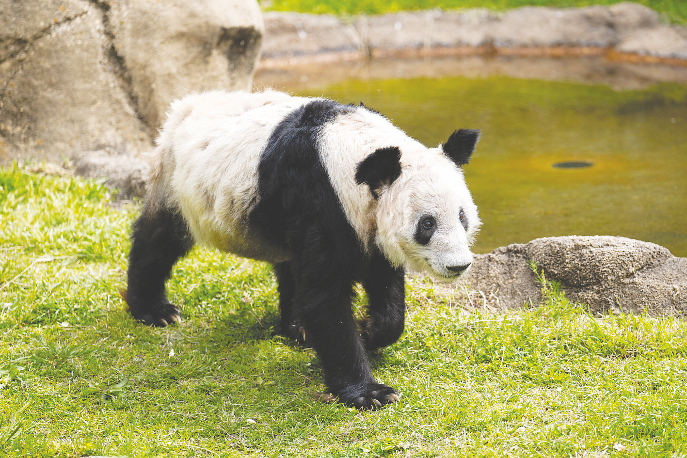 &nbsp;&nbsp;744月25日在美国田纳西州孟菲斯动物园拍摄的大熊猫"