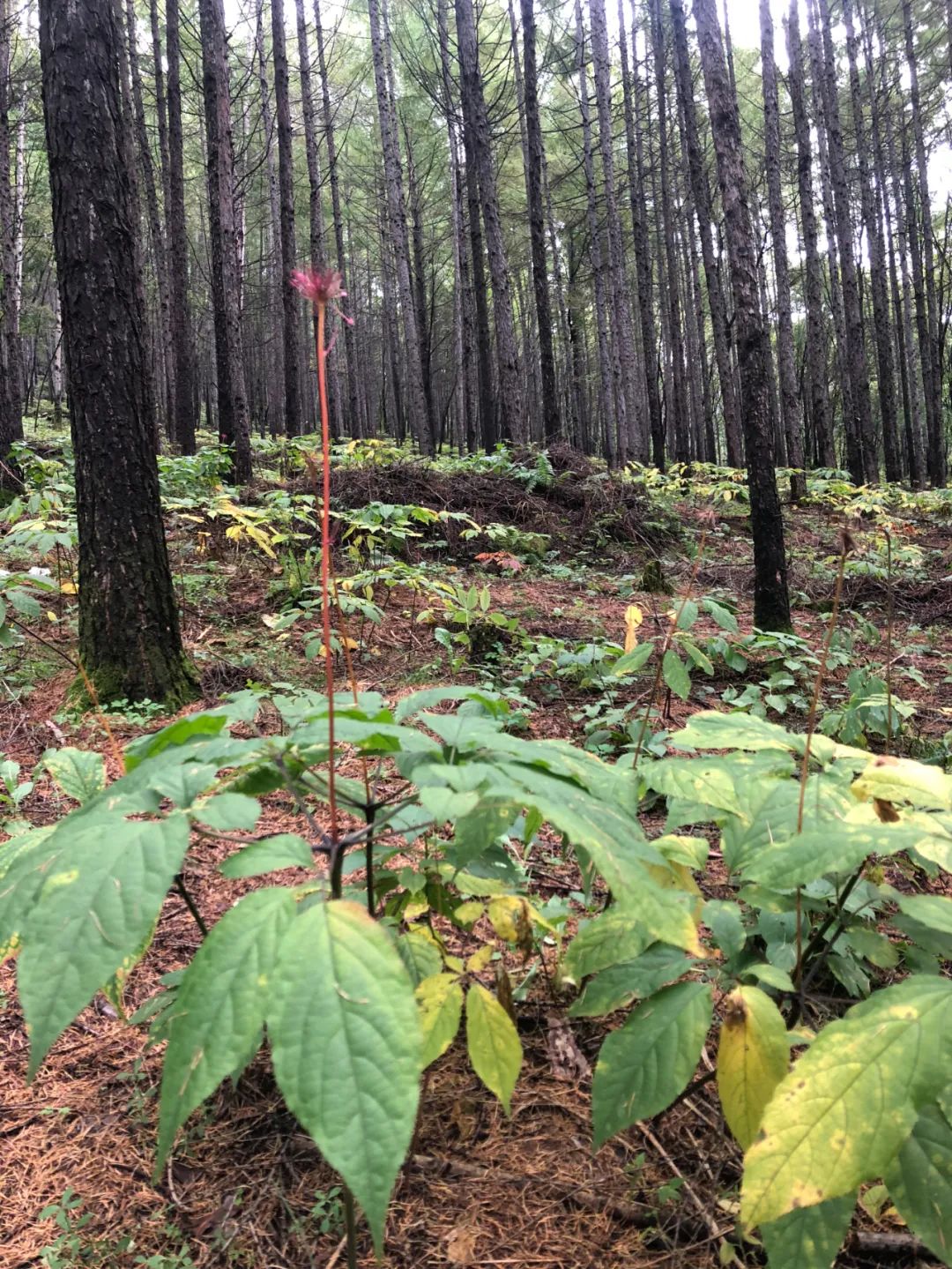 实现人参"下山"人工撒种培育林下参而是在非林地种植园参不可再伐林种